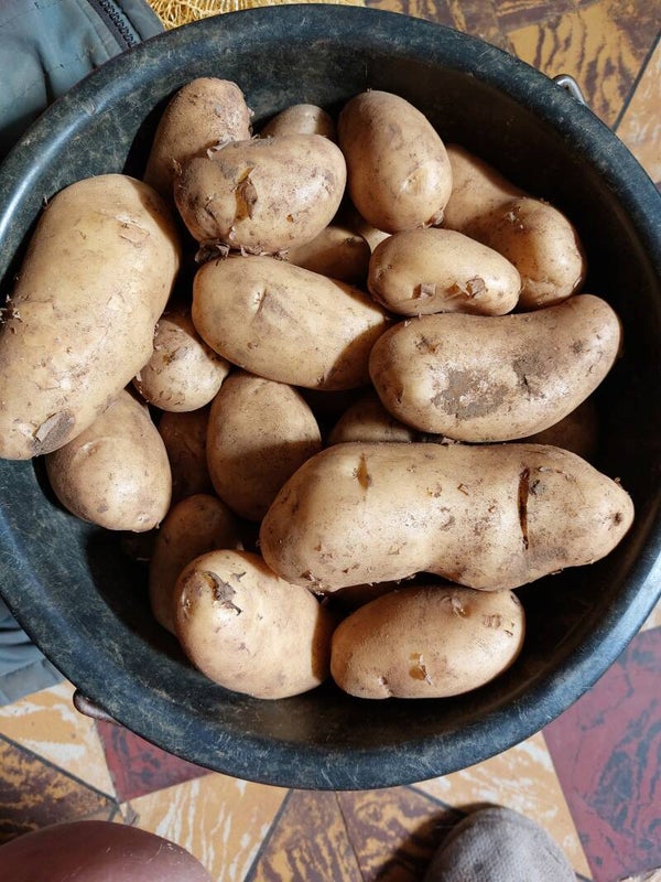 nieuwe aardappelen