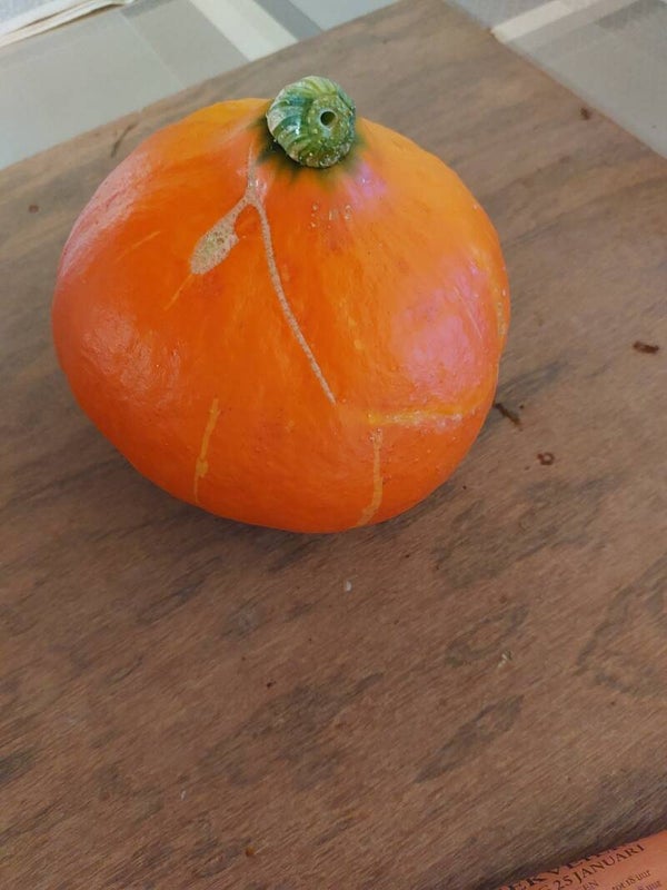 pompoen
