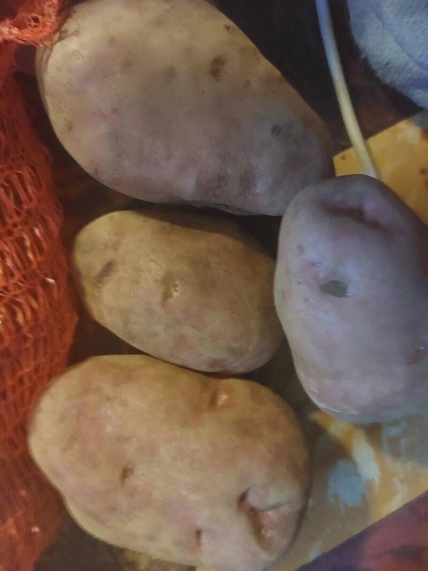 aardappelen(carolus) en aardappelen(sarpo mira)