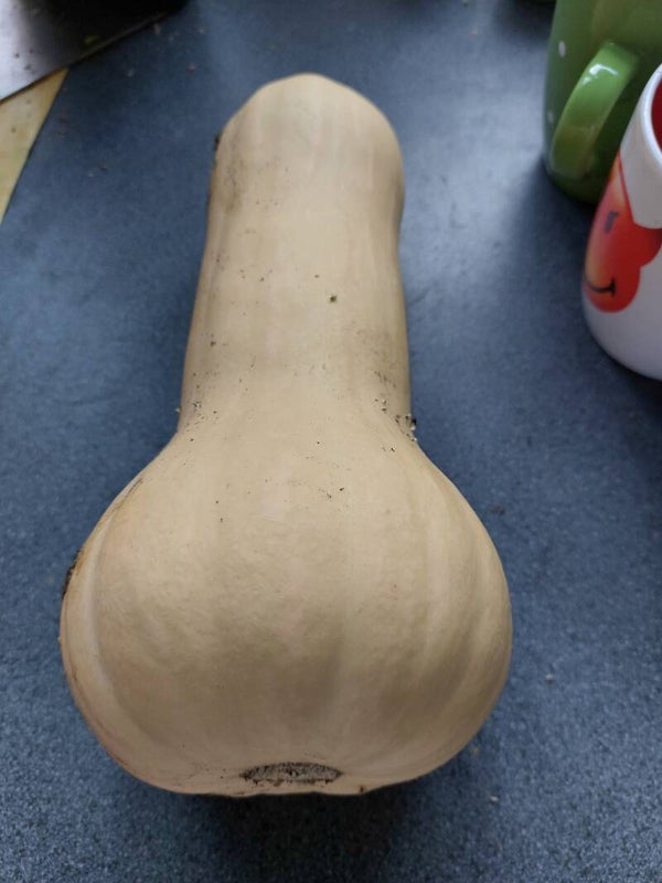 butternutten
