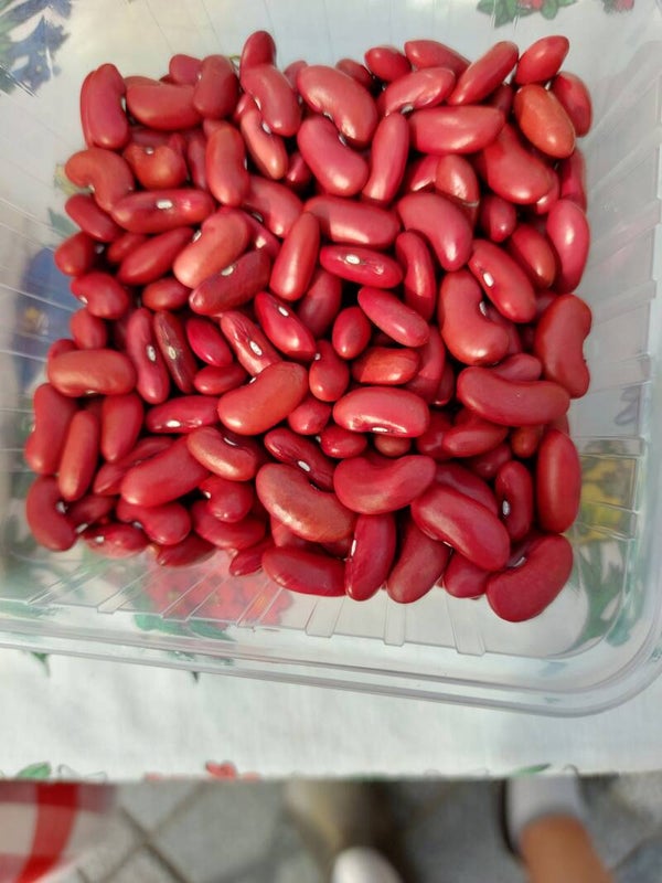 kidneybonen