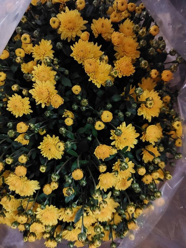 chrysanten