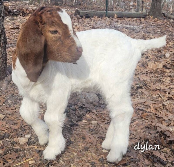 No longer available! Commercial boer buckling