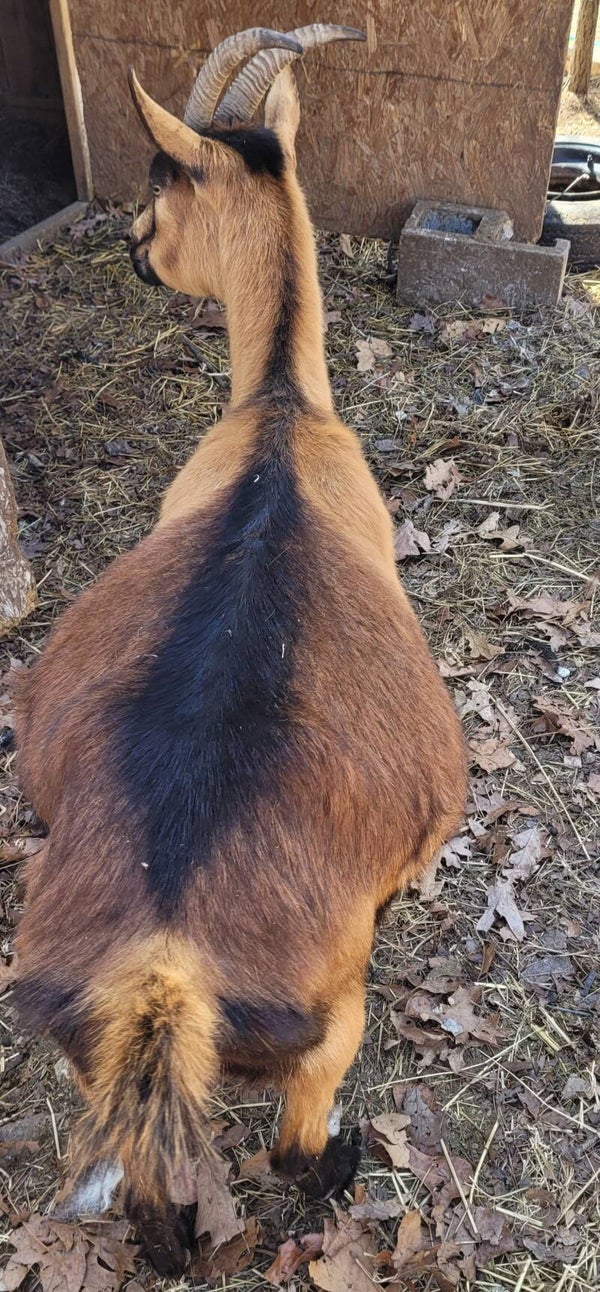 Mini oberhasli kids coming soon!