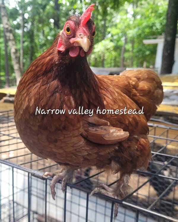 No longer available! red cochin bantam laying hen