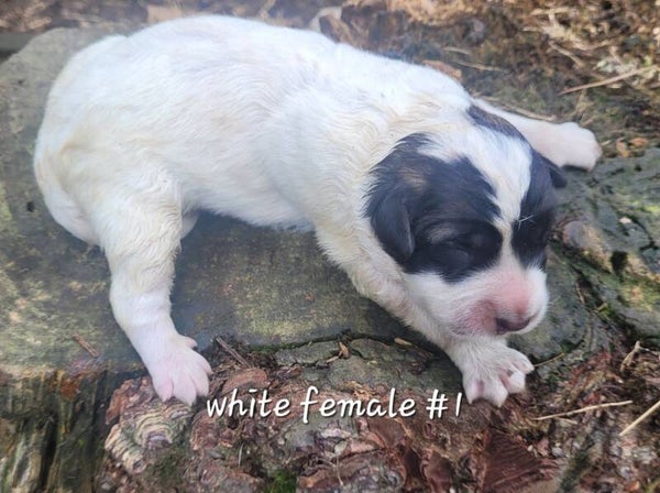 Anatolian/Great Pyrenees Female