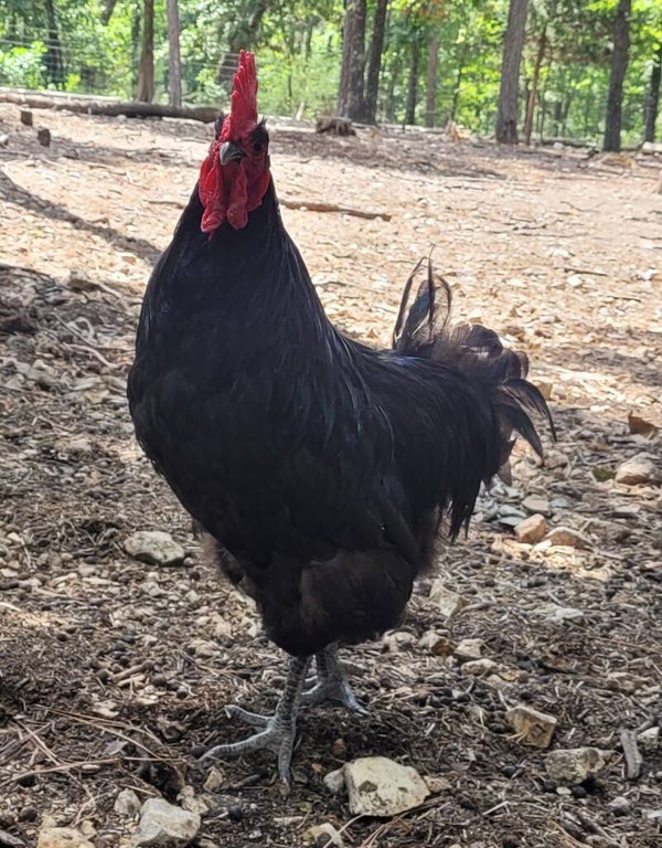 Available! Black australorp rooster