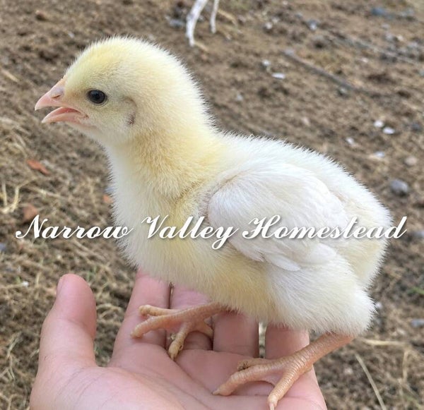 Available! Cornish cross Broiler Chicks