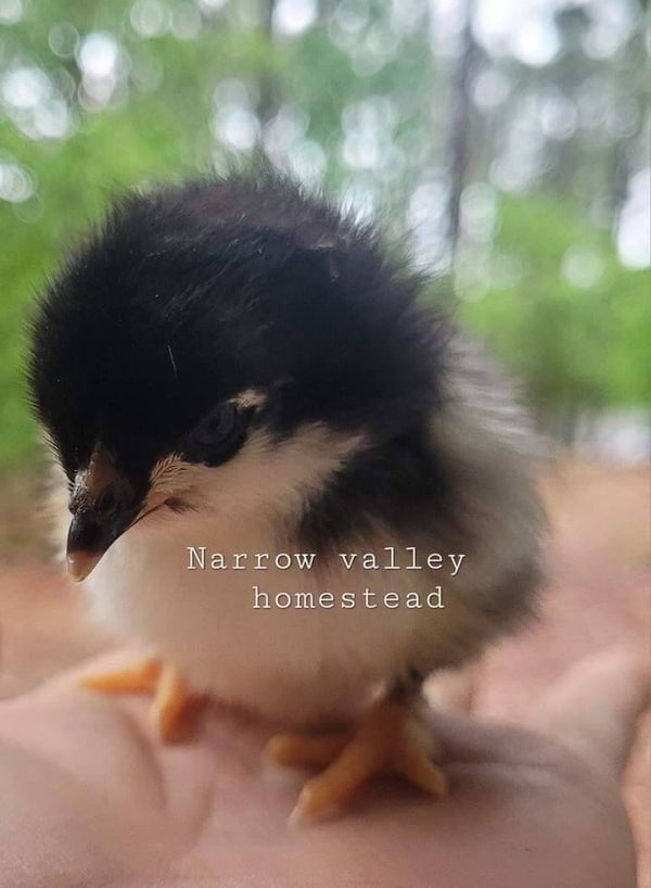 Available! Pure Cochin & Black copper marans chicks