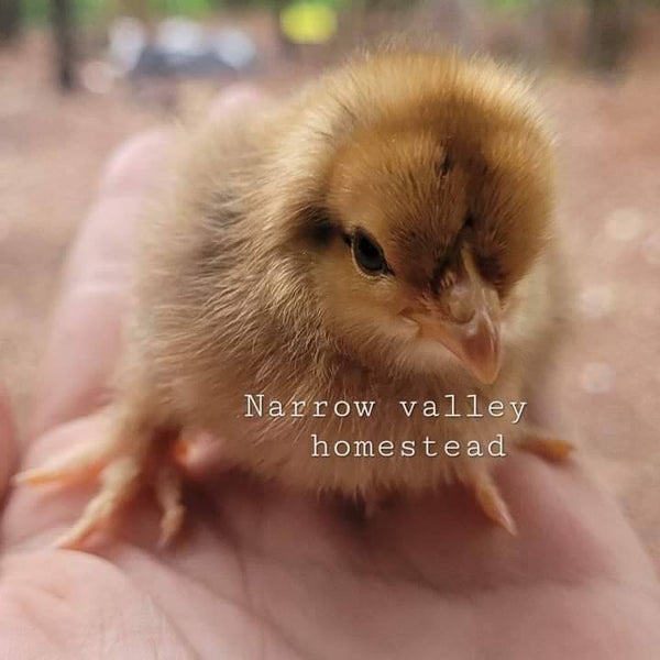 Available! Pure Red Cochin bantam chicks