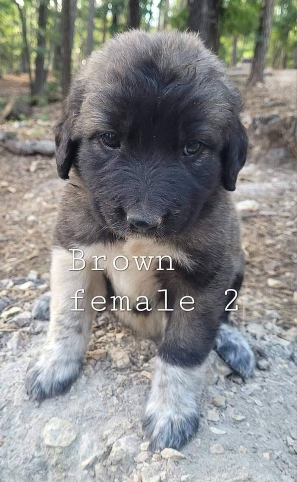 SOLD! Anatolian/Great Pyrenees Female