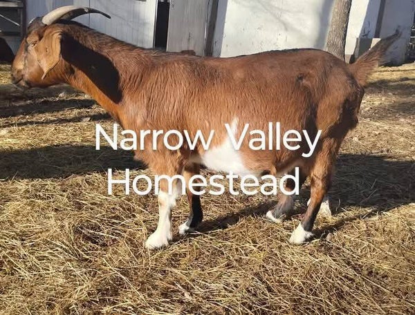 Available! Commercial Boer Doe
