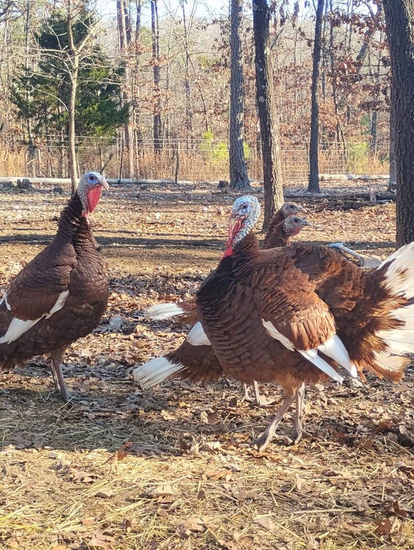 Pending pickup! Purebred Bourbon Red Tom