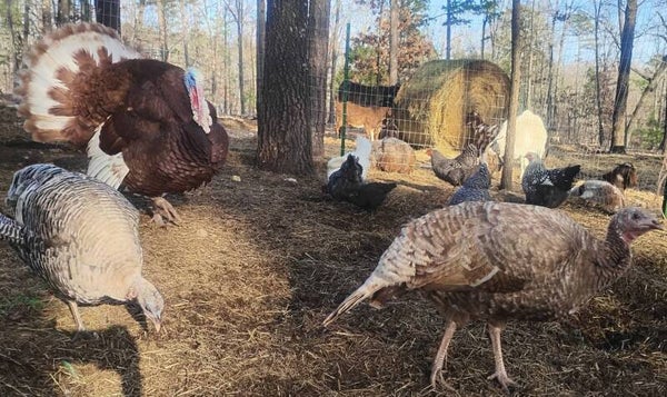 Pending pickup! Turkey hen