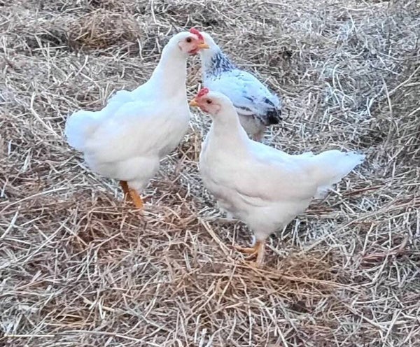Available! Barnyard mixed chicks