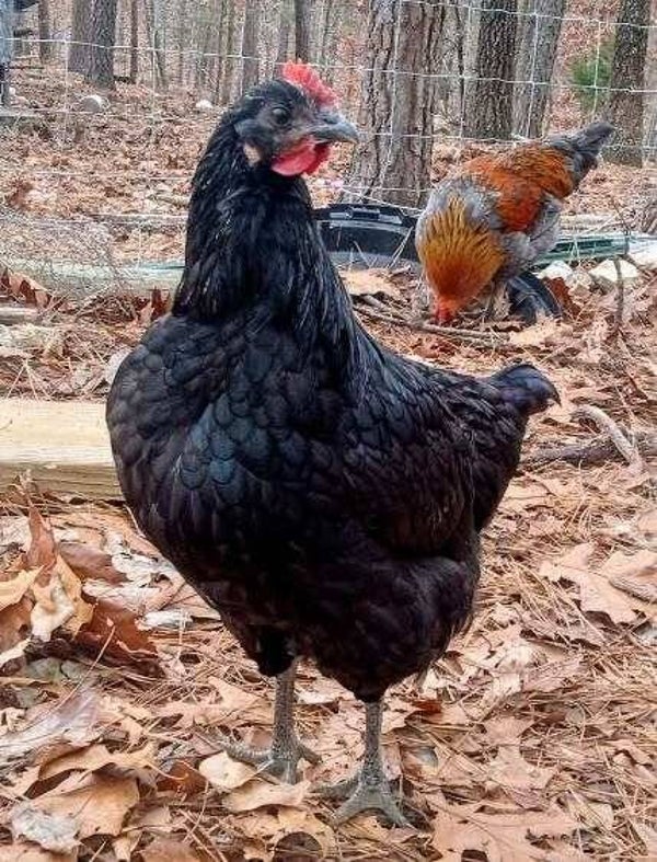 No longer Available! Black Australorp mix cockerel