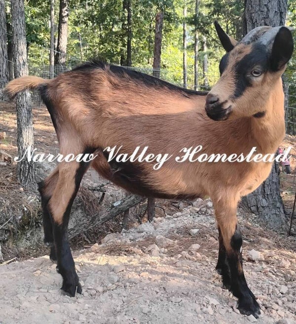 No longer Available! Mini oberhasli/Alpine doeling