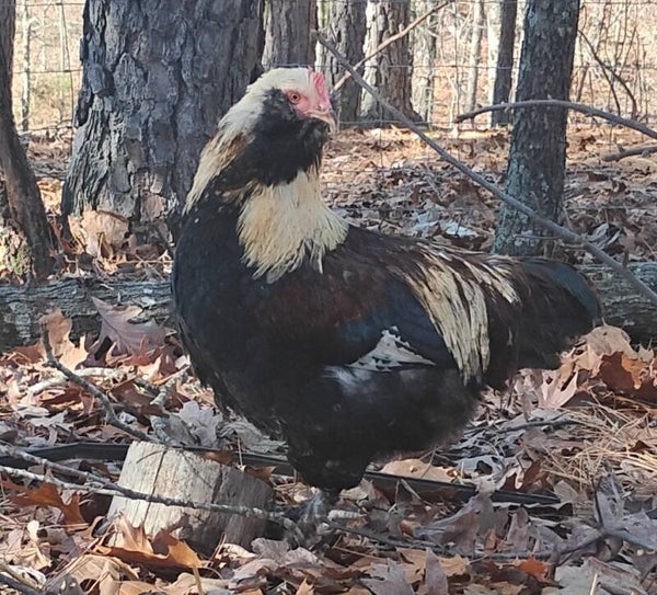 Available! Salmon Faverolle rooster