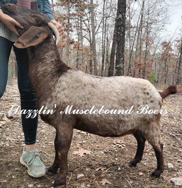 Commercial Red Boer Doe MOCHA