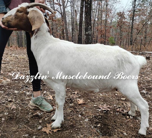 Commercial Traditional Boer Doe CUSTARD