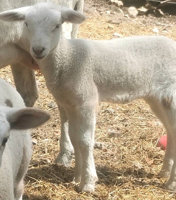 SOLD! Pure katahdin ewe lamb