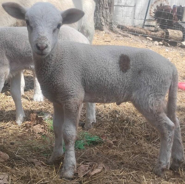 Pending pickup! Pure Katahdin ram lamb