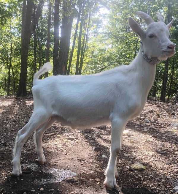 Pending pickup! Purebred Saanen Buckling