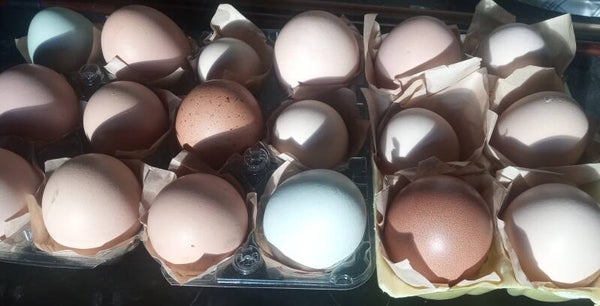 No longer available! Pure & mixed hatching eggs