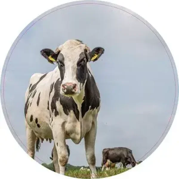 Muurcirkel Koe in de Wei