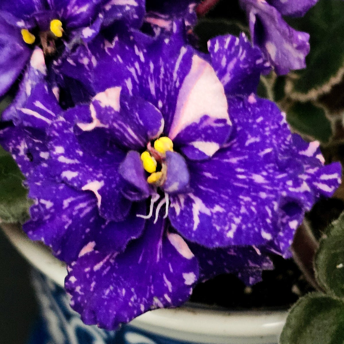 Standards / African Violets | Jadelicia's Plant Shop