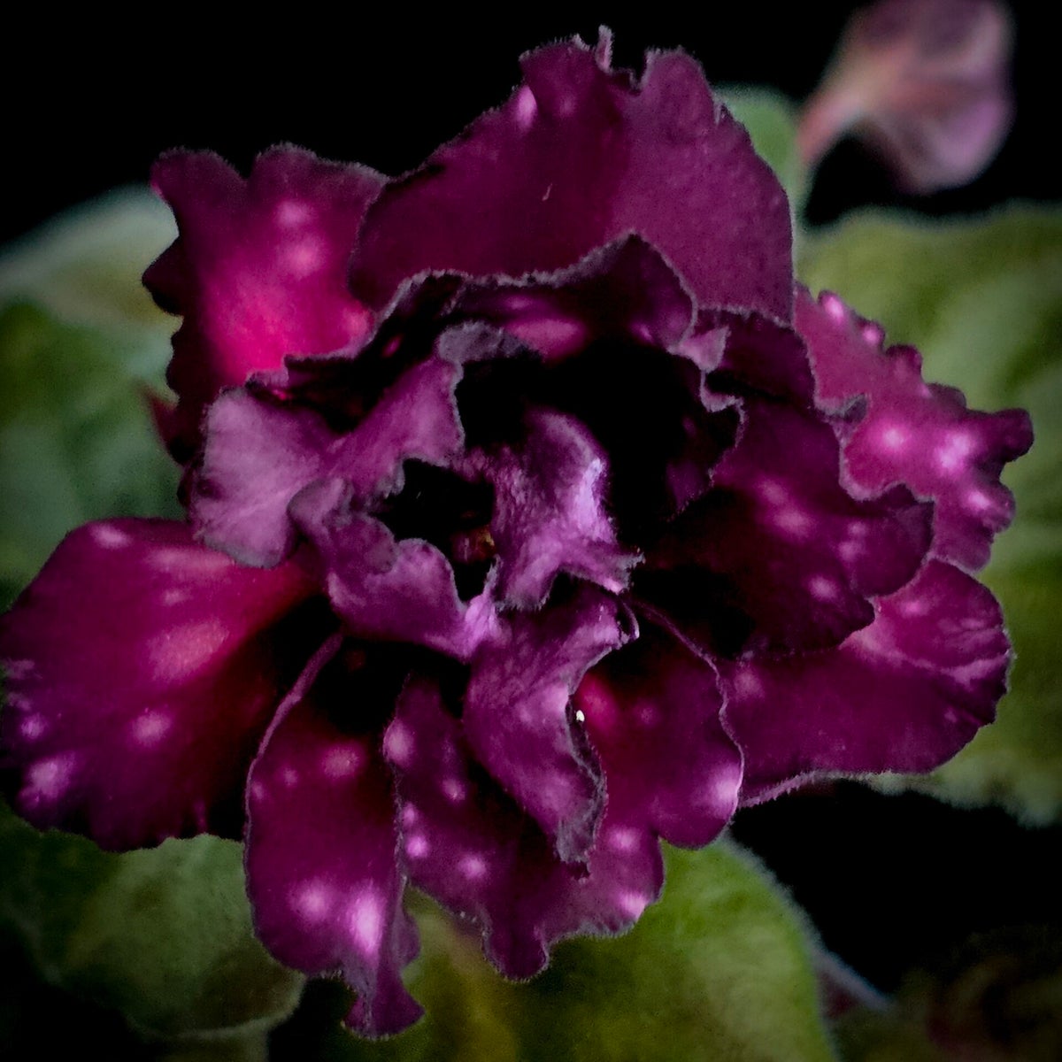 Standards / African Violets | Jadelicia's Plant Shop