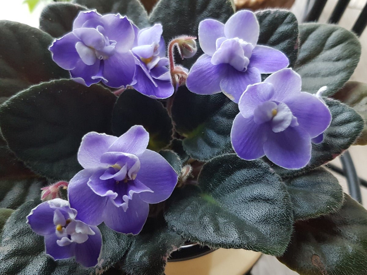 African Violets | Jadelicia's Plant Shop
