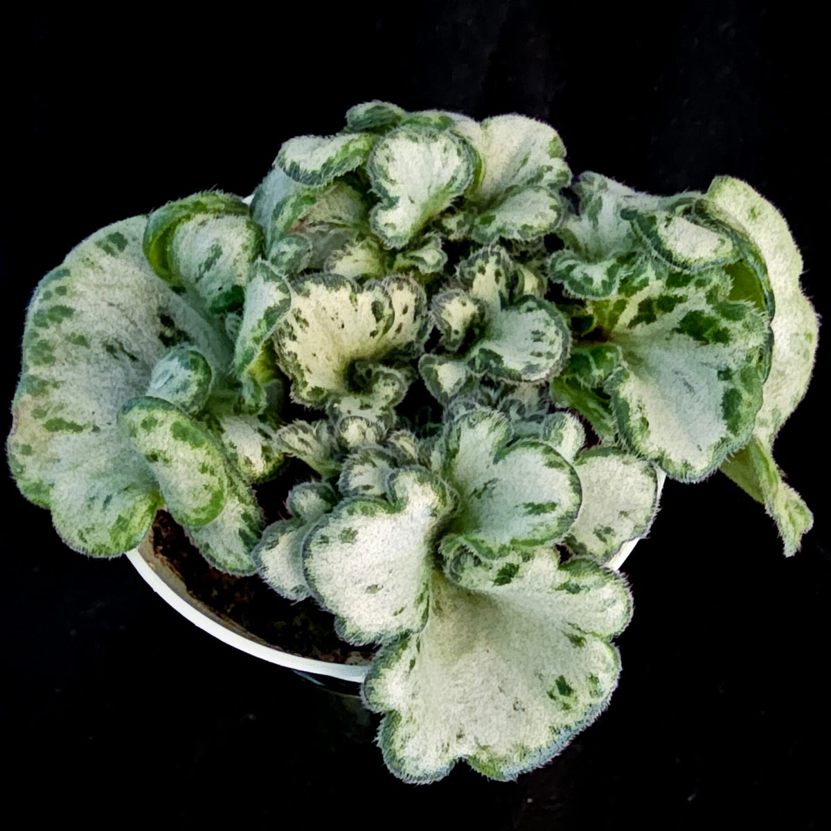 Primulinas / Other Gesneriads | Jadelicia's Plant Shop