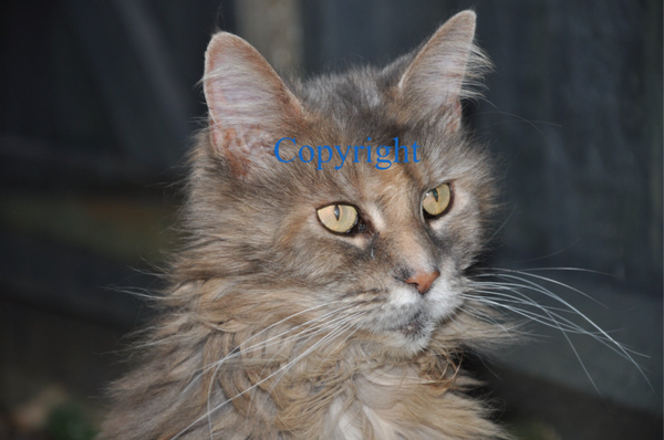 beautiful kitty
