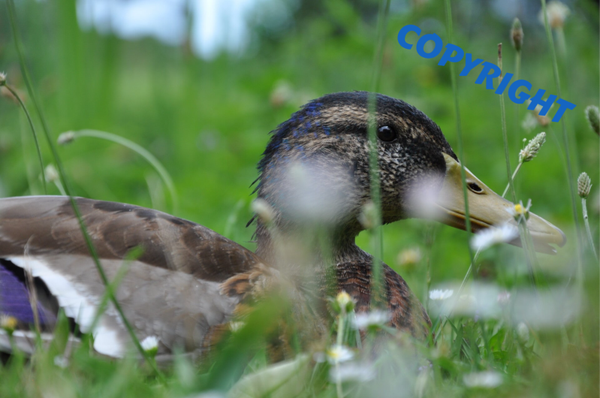 Duck in the haze
