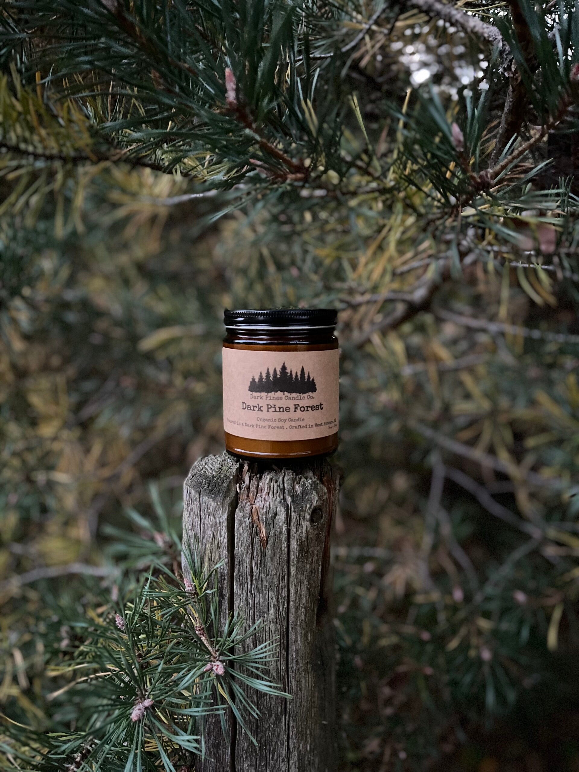 Dark Pine Forest