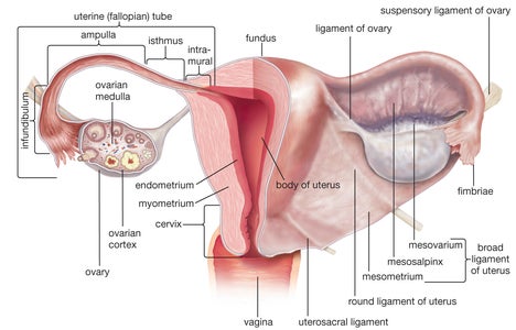Uterus en anatomie.