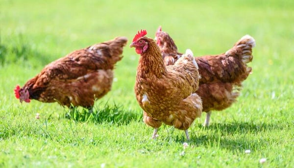 Biochar for Chicken Coops