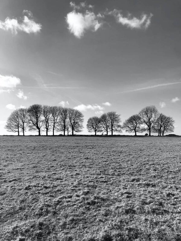 The Trees