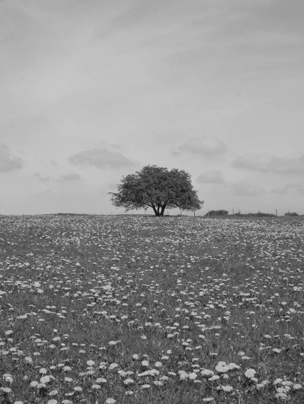 Lone Tree