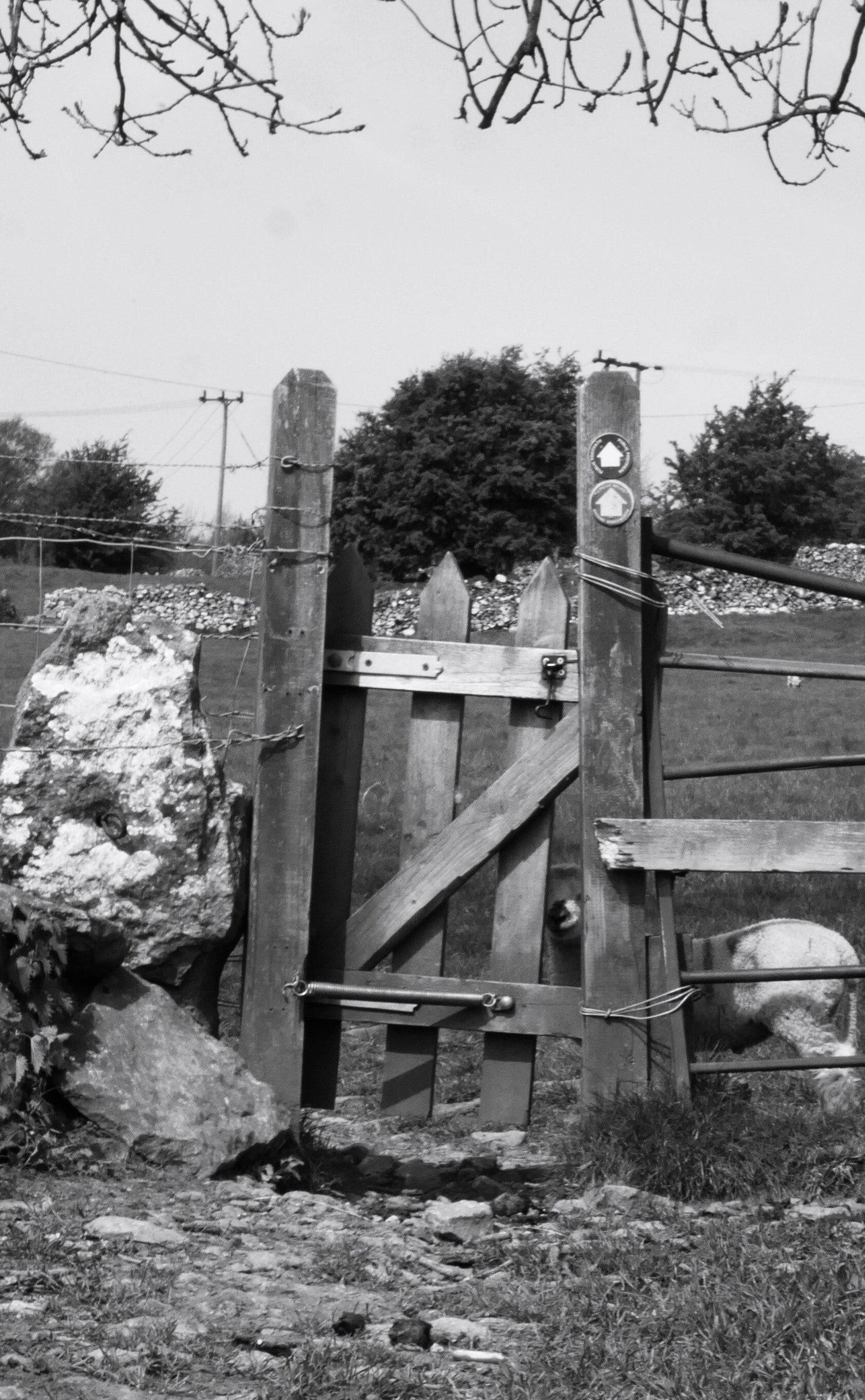 Sheep at stile - Derbyshire Greeting Card