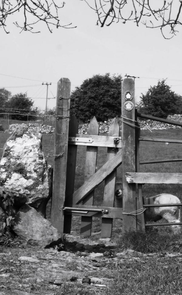 Sheep at stile - Derbyshire Greeting Card