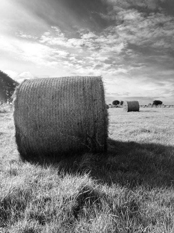 Summer Haymaking