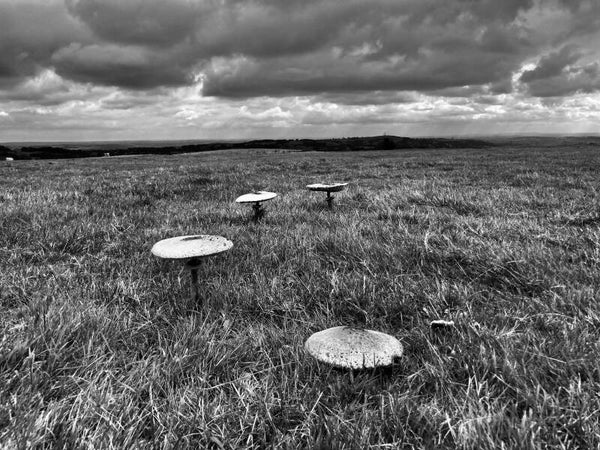 Wild Mushrooms on the moor