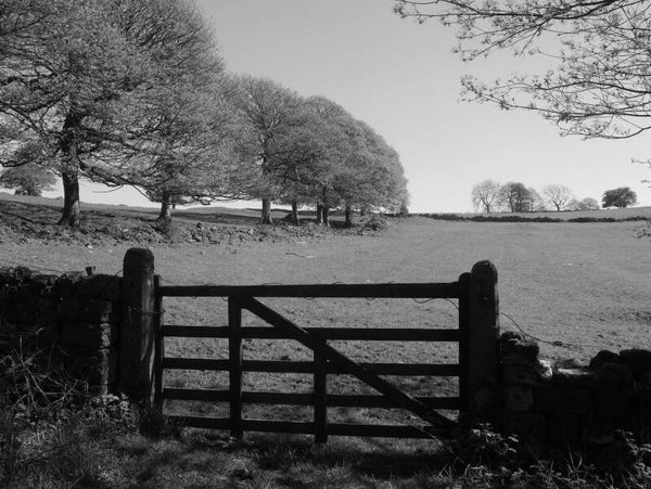 Gateway to Trees - Derbyshire Art Print