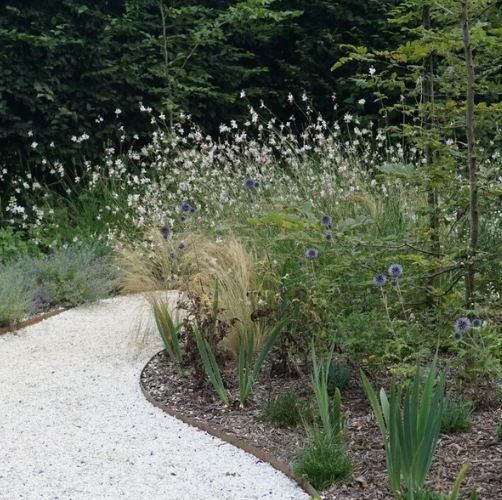 Middelgrote plant voor tuin