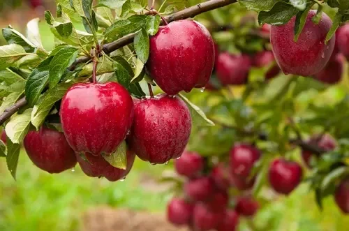 Fruitboom