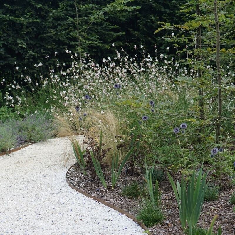 Klein plantje voor tuin