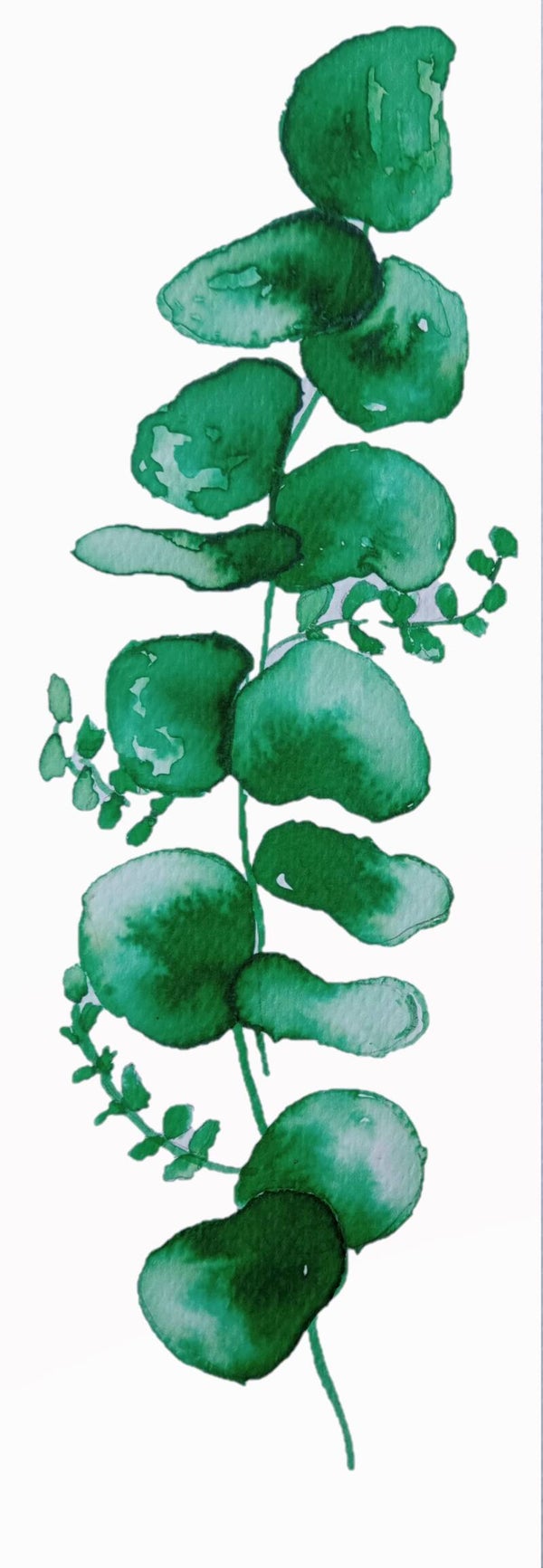 Boekelegger eucalyptus