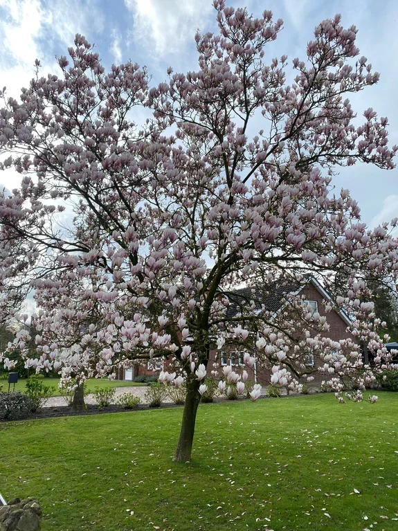 magnolia (HEAVEN)